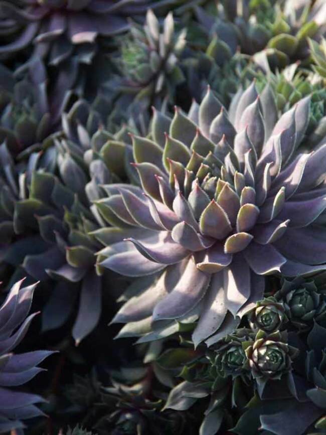 Pacific Blue Ice Sempervivum, Hens and chicks, blue succulent, blue sempervivim, hardy succulents, live plant, live succulent