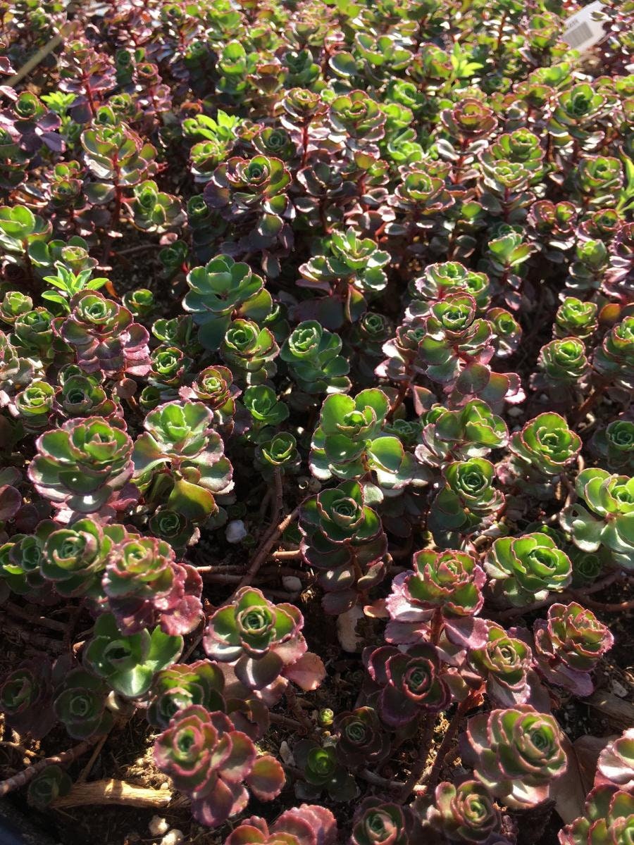 Sedum 'Dragons Blood', 4" Pot Live Plant