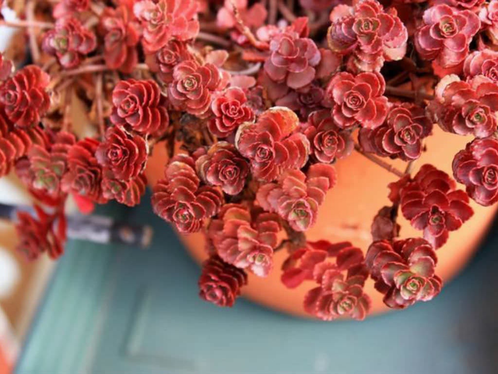 Sedum 'Dragons Blood', 4" Pot Live Plant