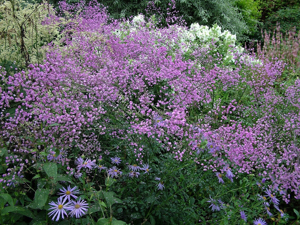Chinese Meadow Rue - Thalictrum Delavayi Plant - Rare Plant - 1 gallon pot