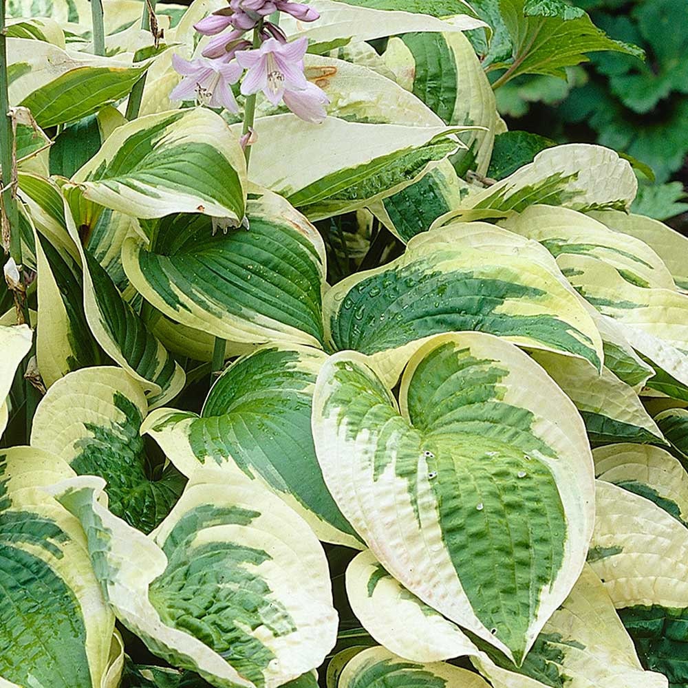Wide Brim Hosta Plant - 1 Gallon Pot