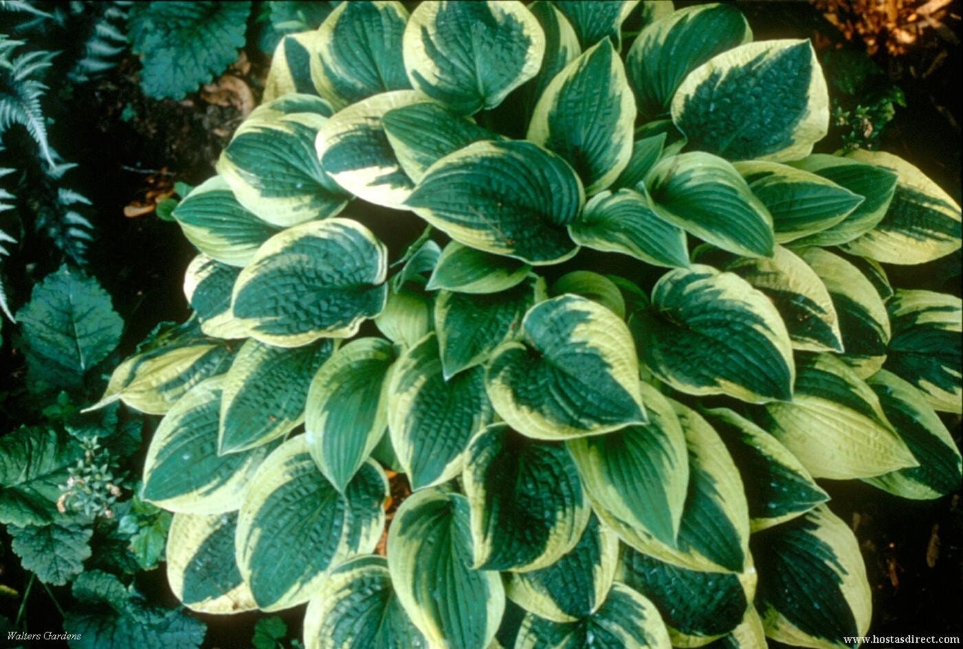 Wide Brim Hosta Plant - 1 Gallon Pot