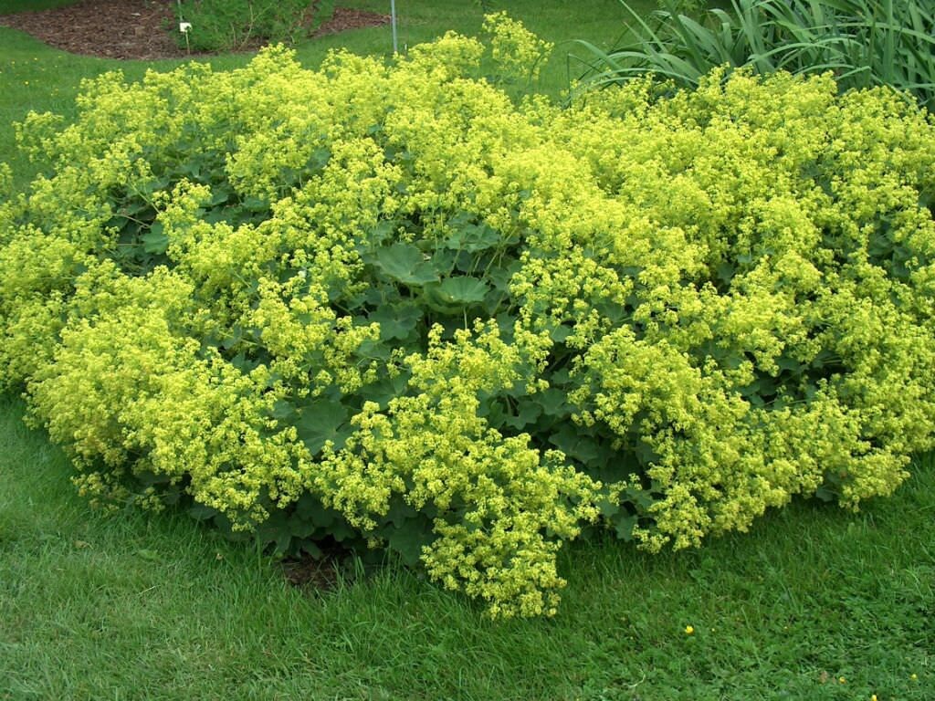Lady's Mantle Atchemilla Mollis - 1 quart pot