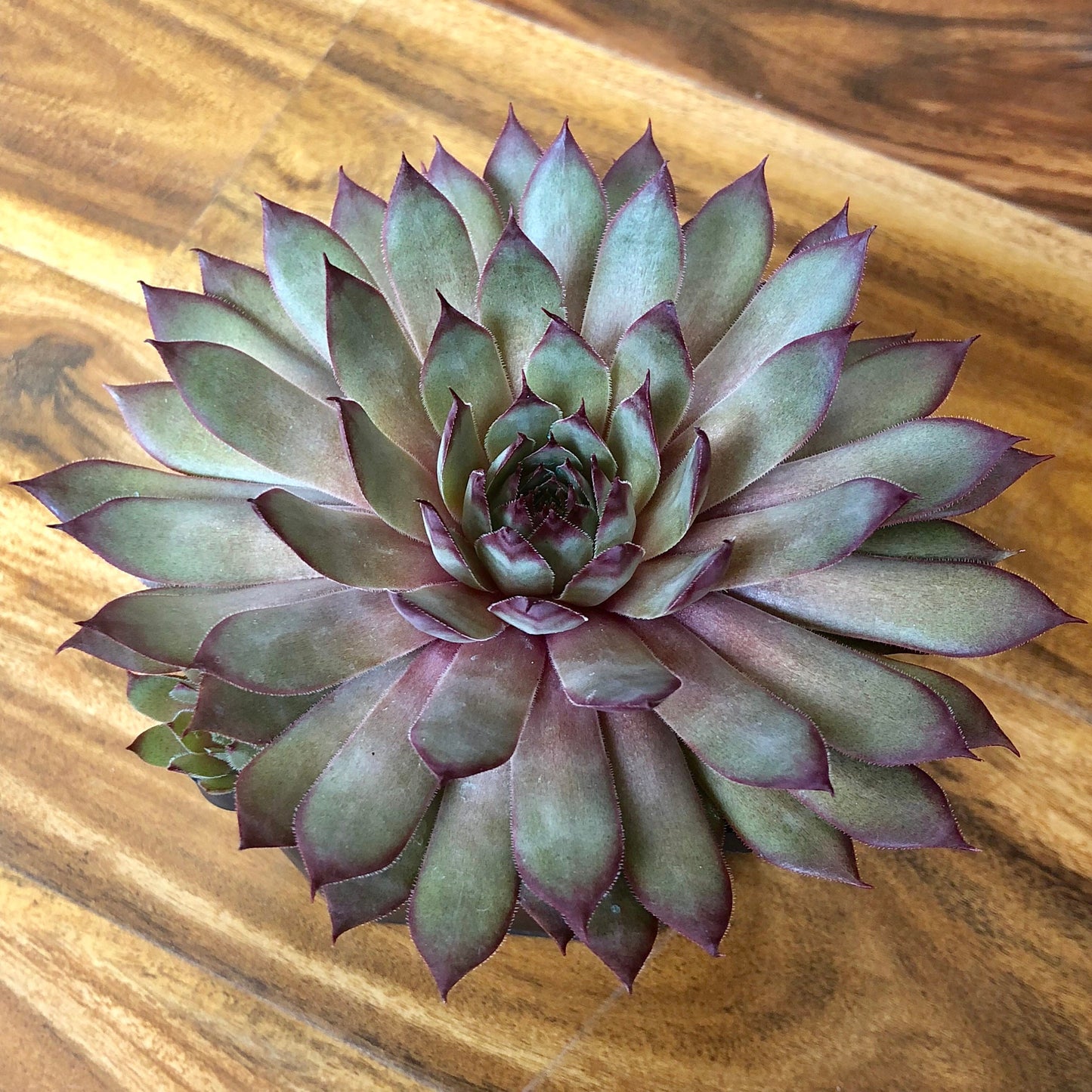 Red Beauty Succulent Sempervivum Hens Chicks 4 inch Pot Live Plant Water Miser Container Plant| Rock Garden Full Sun