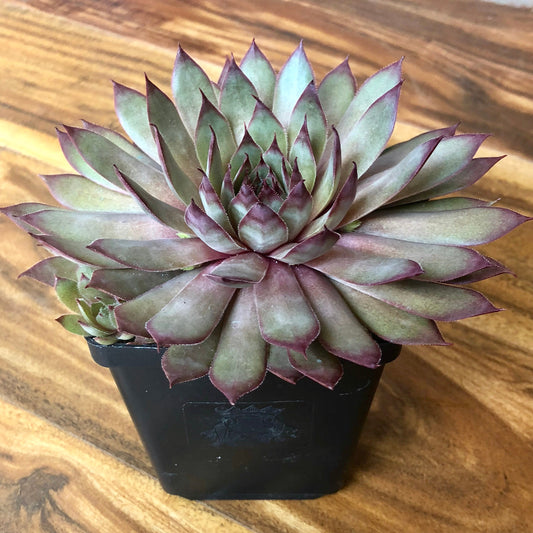 Red Beauty Succulent - Hens & Chicks Sempervivum Plant - 4 inch pot