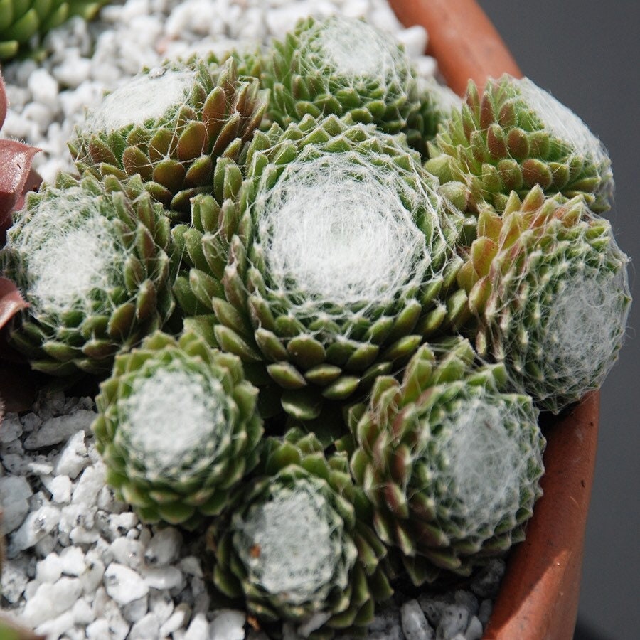 Chick Charms® 'Cotton Candy™' Hens & Chicks Plant - 4" Pot
