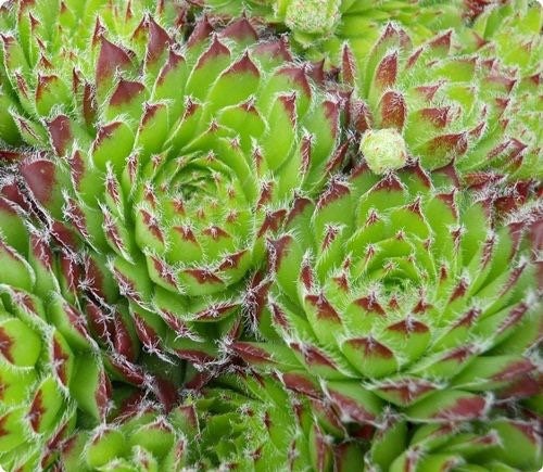 chrysanthemum succulent Chrysanthemum Sempervivum Succulent 4" pot – Petal Pushers Nursery