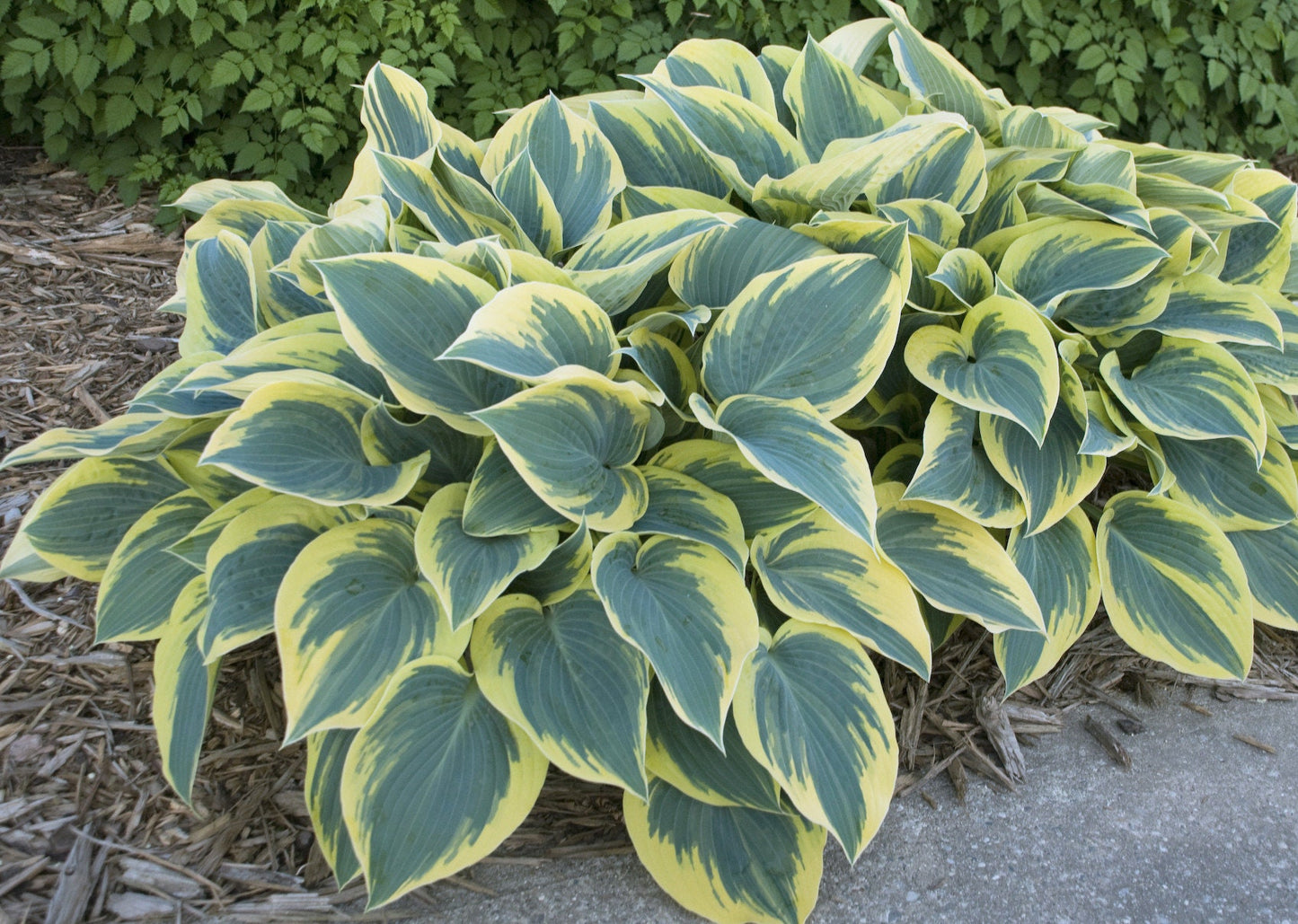 First Frost Hosta Plant - 1 Gallon Pot