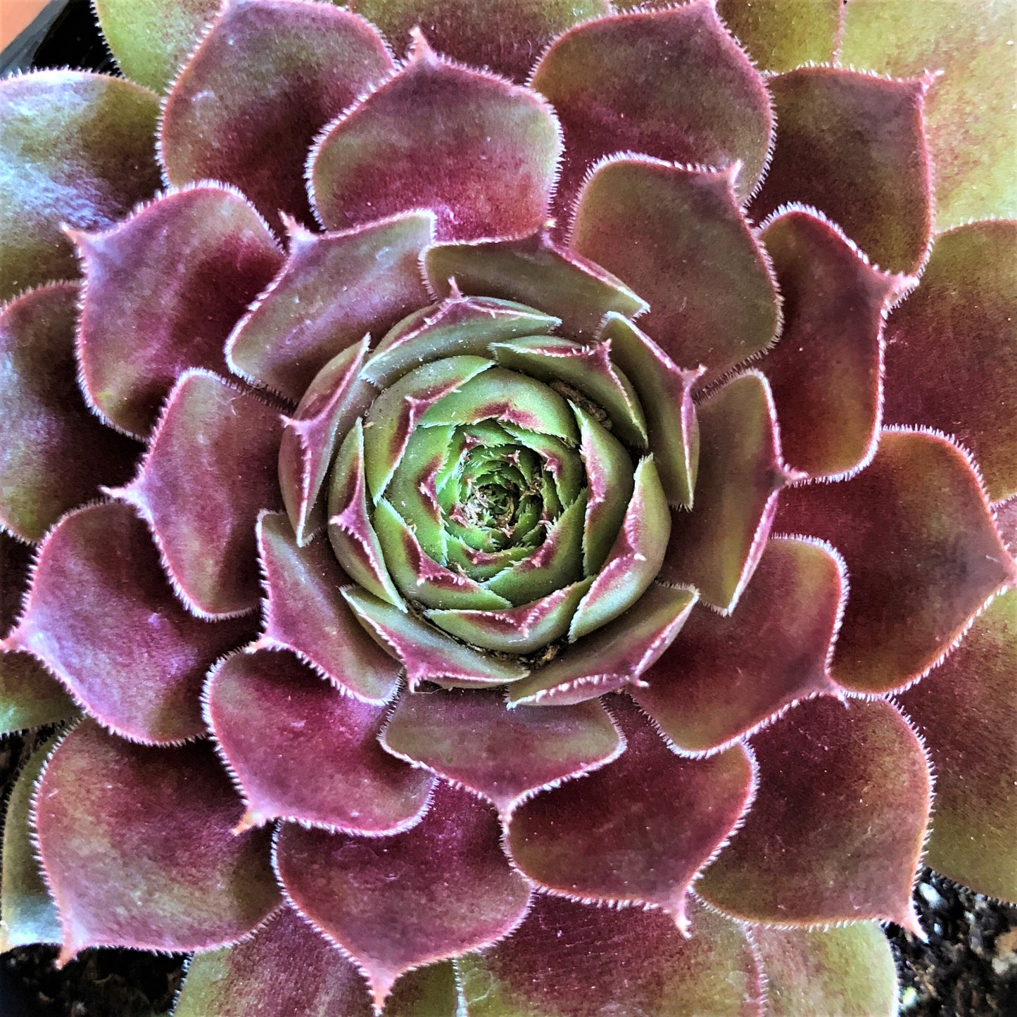 Live Succulents 3-Pack Assorted Live Sempervivum Plants Hens and Chicks by Chick Charms® Live Plants Grown in 4" pots
