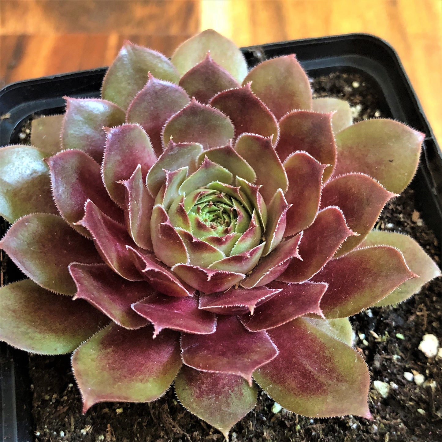 Live Succulents 3-Pack Assorted Live Sempervivum Plants Hens and Chicks by Chick Charms® Live Plants Grown in 4" pots