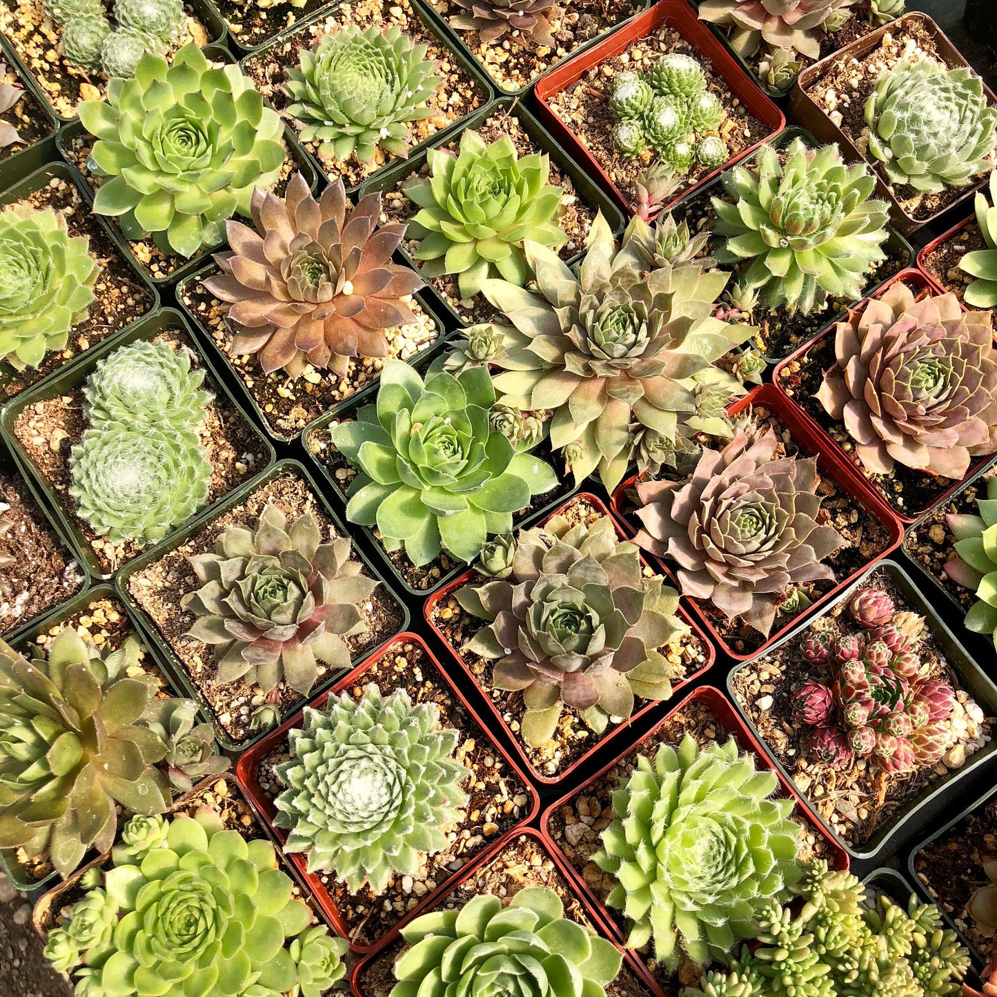 Live Succulent Variety Pack 10-pack Hens and Chicks Plants Live Sempervivum Succulents Drought Resistant Rock Garden Plants 3" pot
