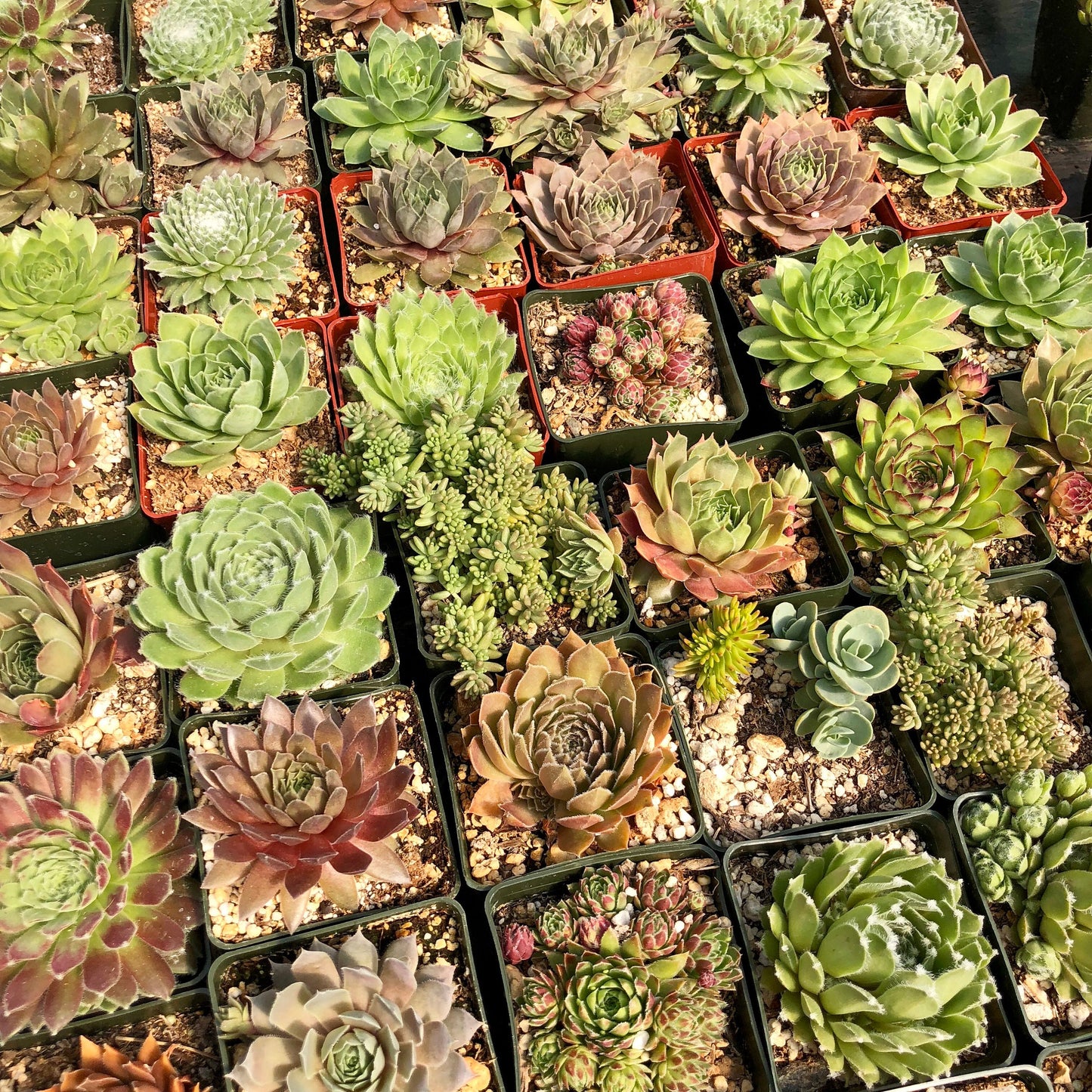 Live Succulent Variety Pack 10-pack Hens and Chicks Plants Live Sempervivum Succulents Drought Resistant Rock Garden Plants 3" pot