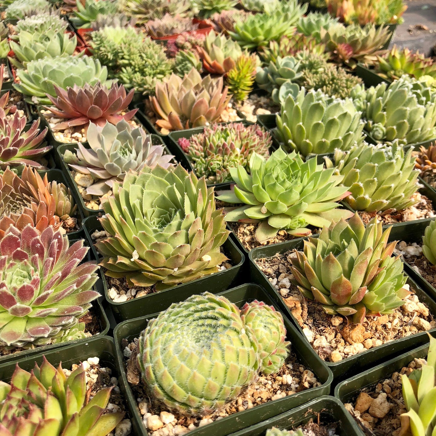 Live Succulent Variety Pack 10-pack Hens and Chicks Plants Live Sempervivum Succulents Drought Resistant Rock Garden Plants 3" pot