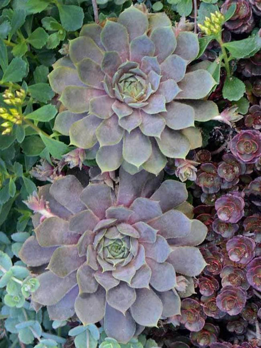 Pacific Blue Ice Succulent - Hens and Chicks Sempervivium Plant - 4 inch pot