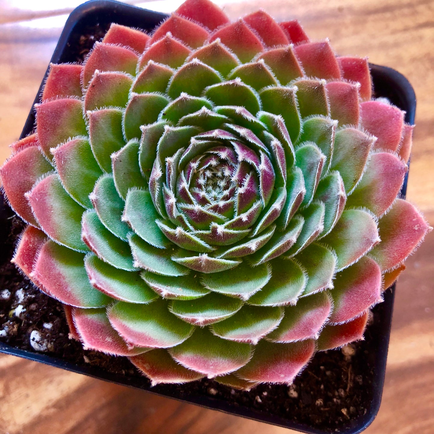 DEA Succulent 4" Pot, Red Succulent