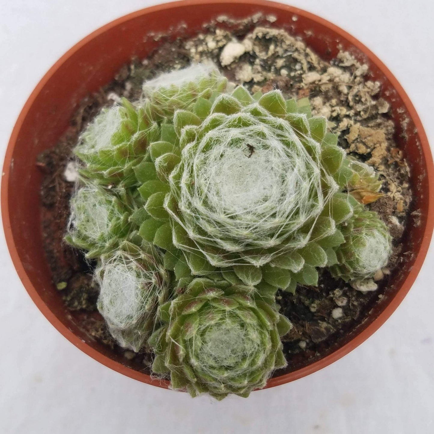Chick Charms® 'Cotton Candy™' Hens & Chicks Plant - 4" Pot
