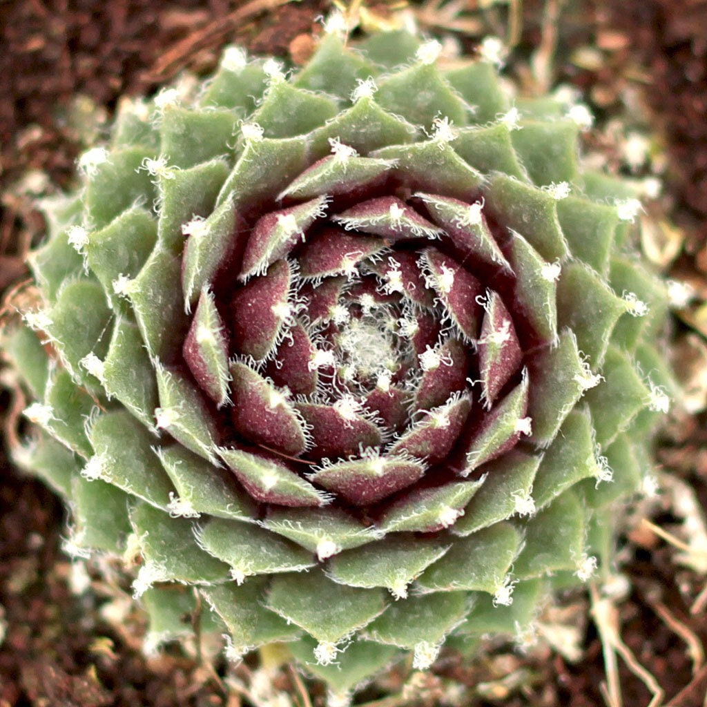 Jade Rose Succulent - Hens & Chicks Sempervivum Plant - 4 inch pot