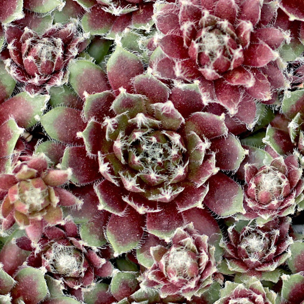 Jade Rose Succulent - Hens & Chicks Sempervivum Plant - 4 inch pot