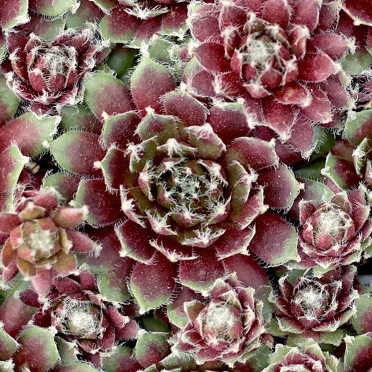 Jade Rose Succulent - Hens & Chicks Sempervivum Plant - 4 inch pot