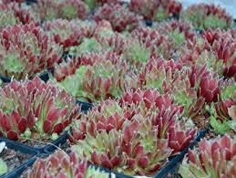 Jade Rose Succulent - Hens & Chicks Sempervivum Plant - 4 inch pot