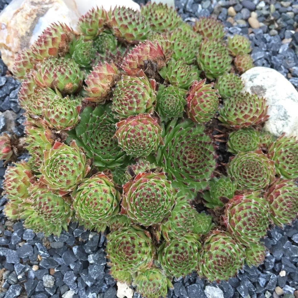 Chrysanthemum Sempervivum Succulent 4" pot