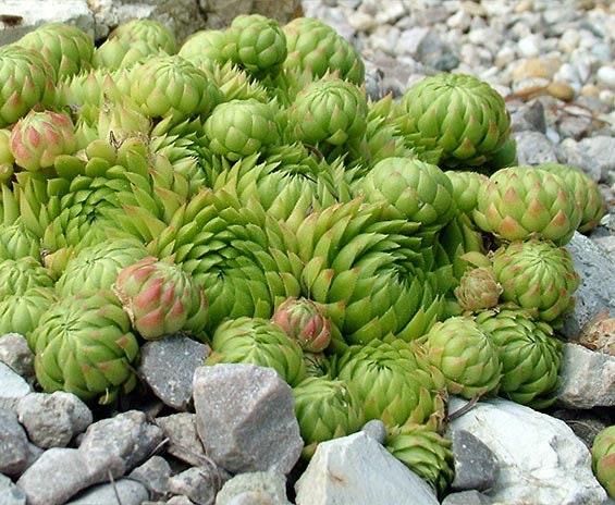 Sempervivum Plant Jovibarba Allionii Succulent Hens & Chicks Live Plant Houseleeks Live Succulents in 3.5" Pot