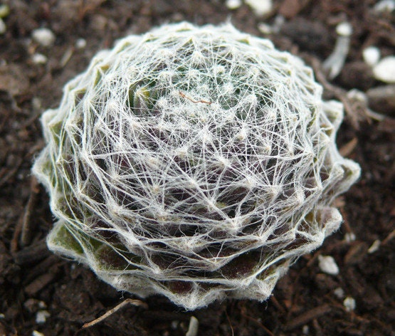 Cobweb Succulent - Hens and Chicks Sempervivum Arachnoideum Plant - 4 inch pot