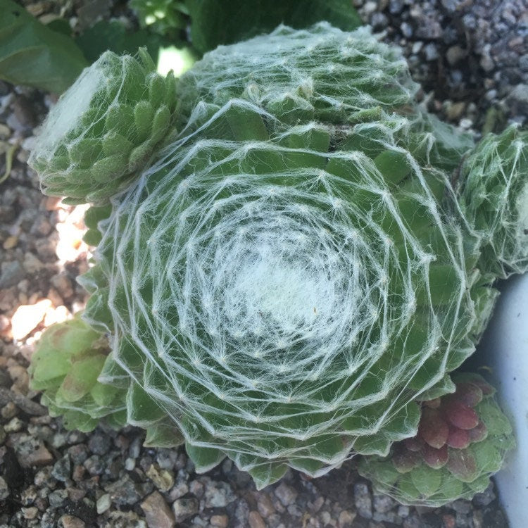 Cobweb Succulent - Hens and Chicks Sempervivum Arachnoideum Plant - 4 inch pot