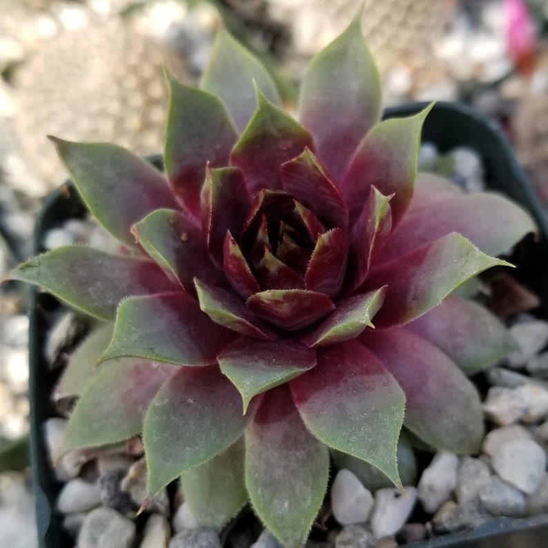 RUBY HEART LIVE SUCCULENT Sempervivum Hens & Chicks cold hardy red succulent colorful succulent burgandy center sempervivum grown in 4 inch Pot