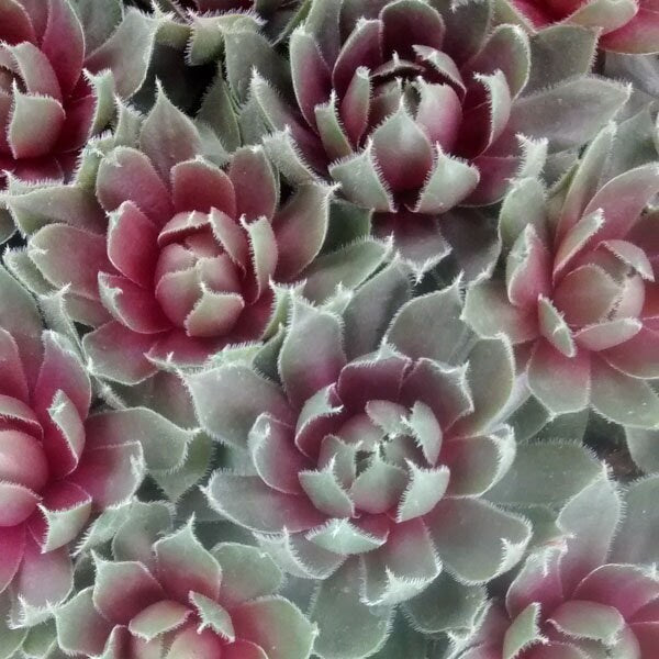 RUBY HEART LIVE SUCCULENT Sempervivum Hens & Chicks cold hardy red succulent colorful succulent burgandy center sempervivum grown in 4 inch Pot
