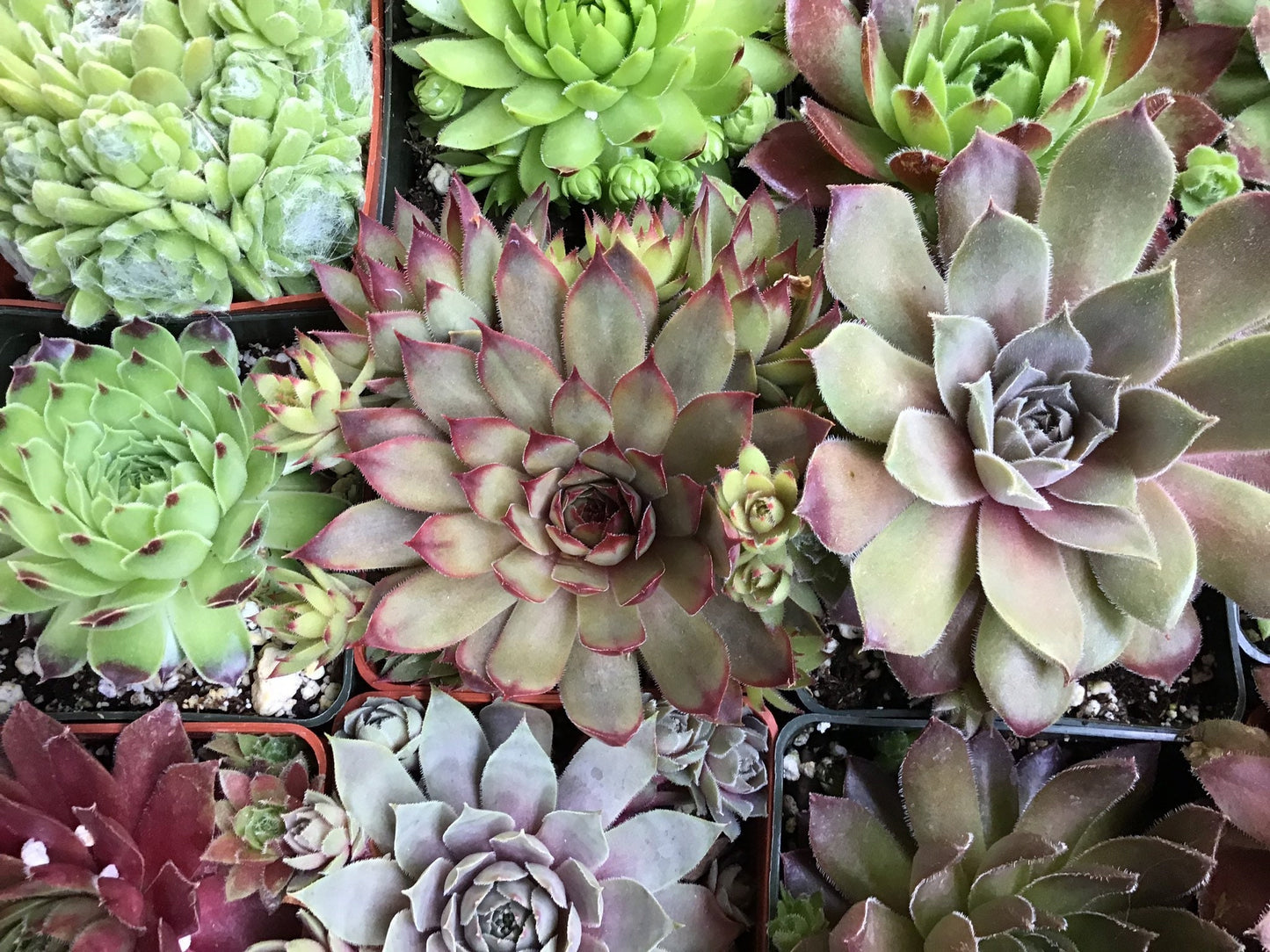 Assorted Sempervivum Succulents - 3"