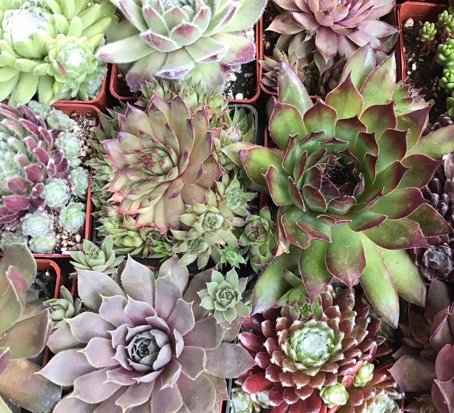 Assorted Sempervivum Succulents - 3"