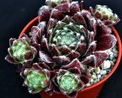 Live Succulent Plant Rubrum Succulent Hens Chicks Sempervivum Houseleeks Succulent in Pot Sempervivum arachnoideum 4 inch pot