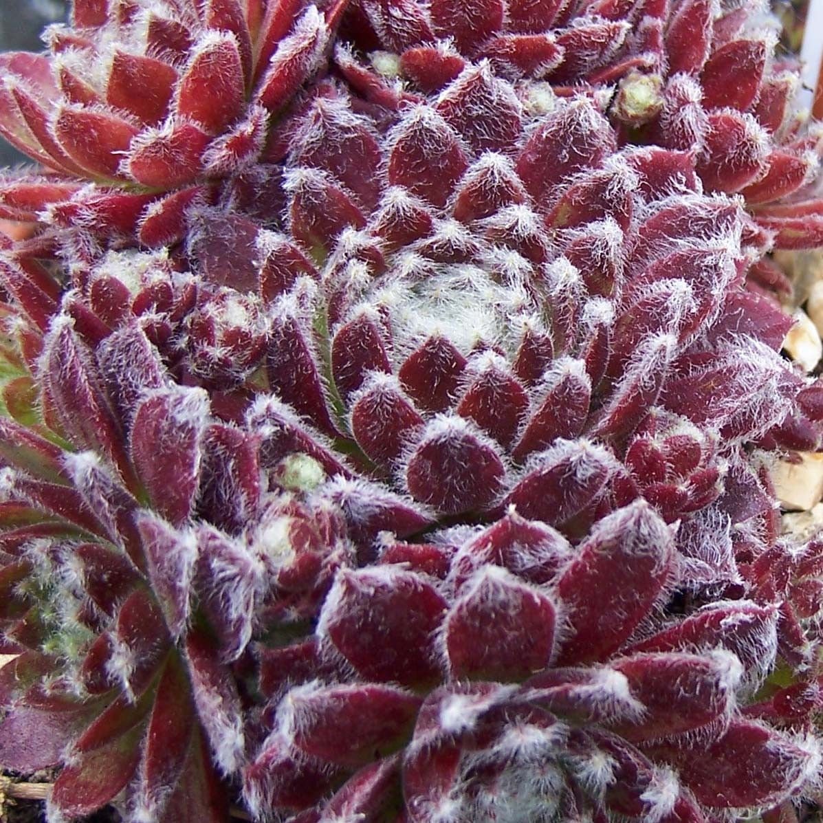 Live Succulent Plant Rubrum Succulent Hens Chicks Sempervivum Houseleeks Succulent in Pot Sempervivum arachnoideum 4 inch pot