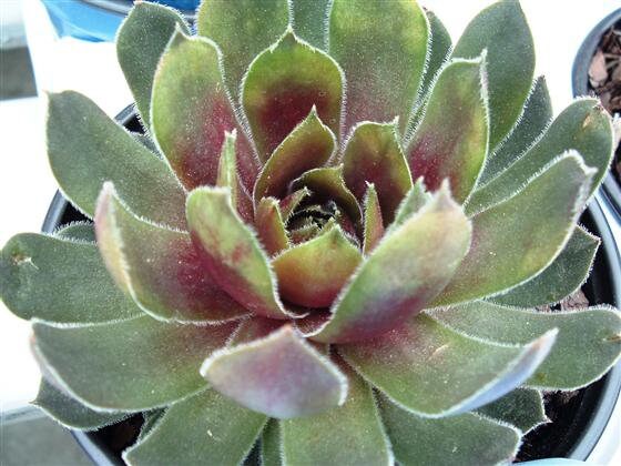 RUBY HEART LIVE SUCCULENT Sempervivum Hens & Chicks cold hardy red succulent colorful succulent burgandy center sempervivum grown in 4 inch Pot