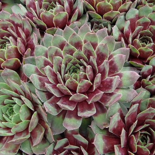 RUBY HEART LIVE SUCCULENT Sempervivum Hens & Chicks cold hardy red succulent colorful succulent burgandy center sempervivum grown in 4 inch Pot
