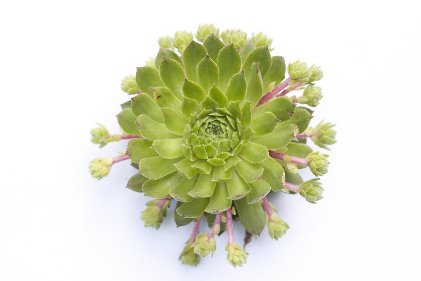 Braunii Succulent - Hens & Chicks Sempervivum Plant in 4 inch pot