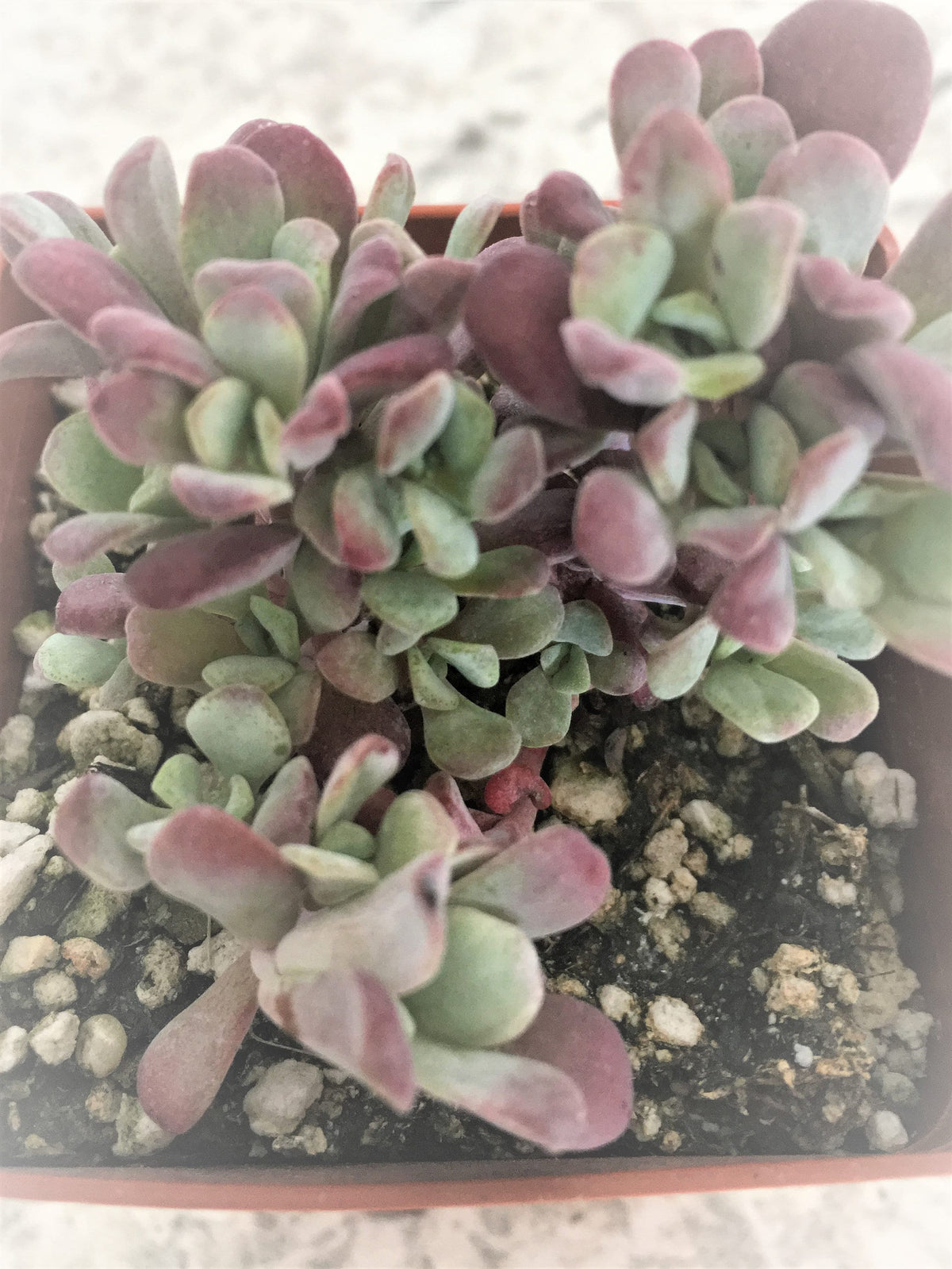 Cape Blanco Stonecrop Sedum Succulent Plant - 4 inch pot