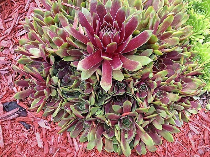 Hopewell Succulent - Hens and Chicks Sempervivum Plant - 4 inch pot