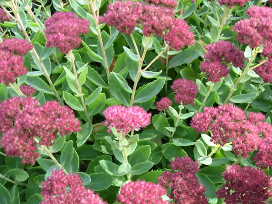 Autum Joy Succulent - Stonecrop Sedum Plant - 1 gallon pot