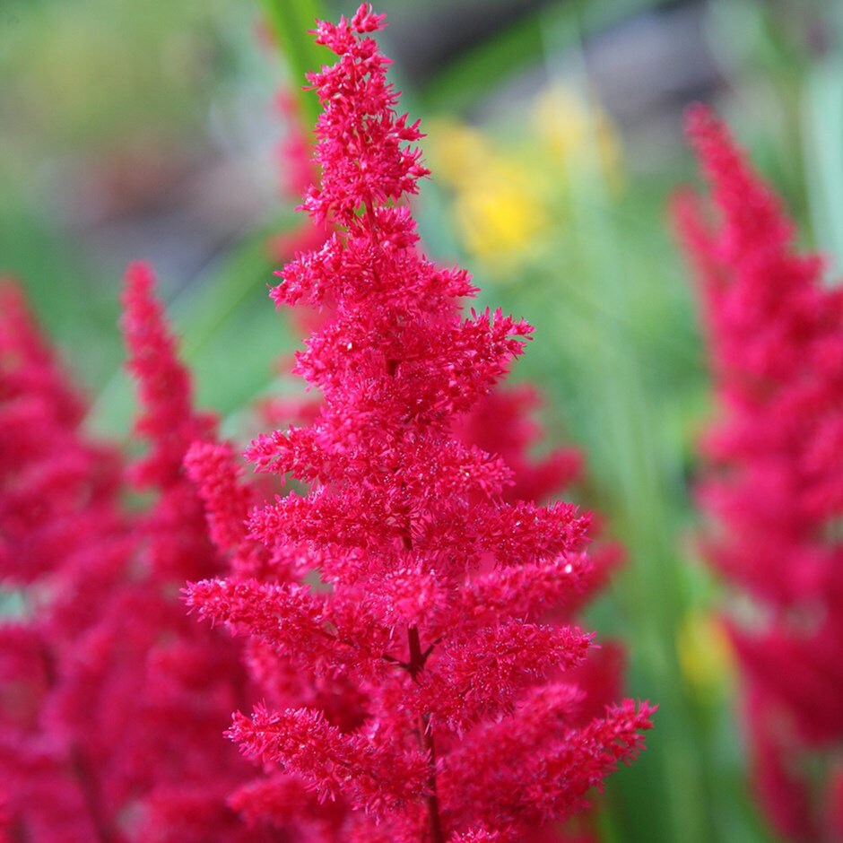 Fanal Astilbe Plant -False Goatbeard - False Spirea - 1 gallon pot