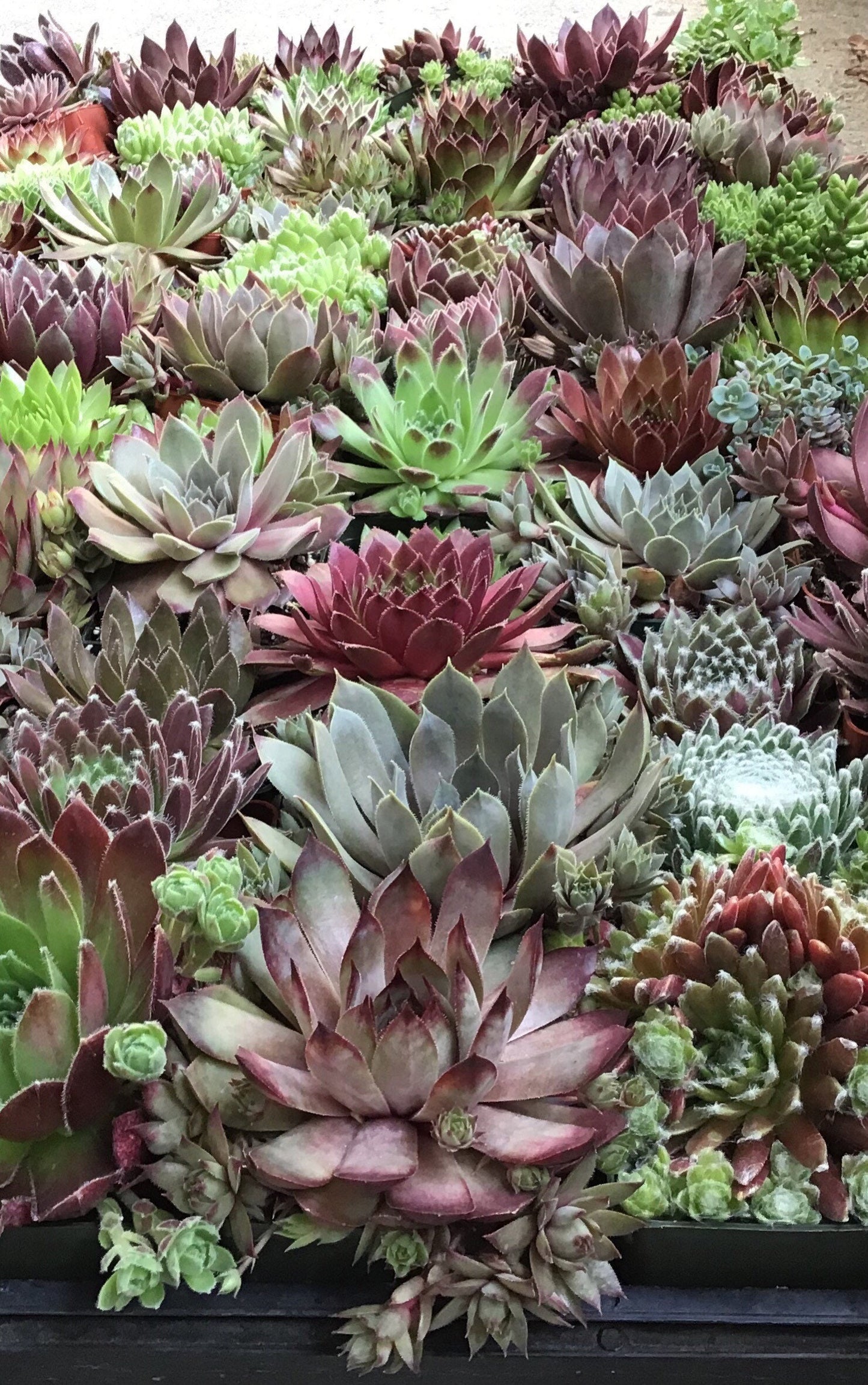 Assorted Sempervivum Succulents - 3"