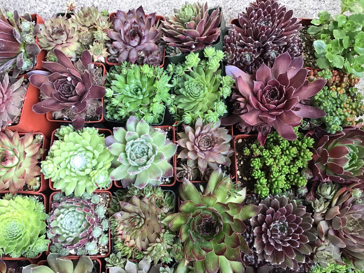 Assorted Sempervivum Succulents - 3"