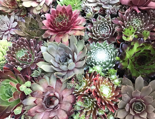 Grower’s Choice Assorted Hens & Chicks Succulents (Sempervivum) 3” Pots, Multiple Pack Sizes