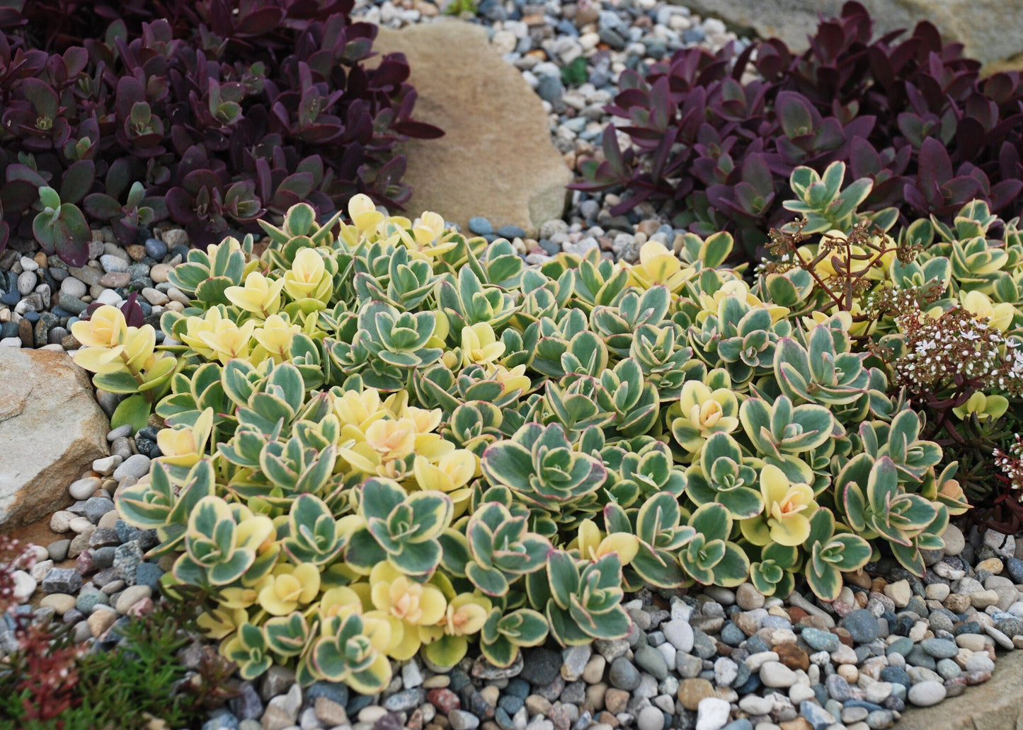 Lime Twister Stonecrop Sedum Succulent Plant by Sunsparkler® - 4 inch pot