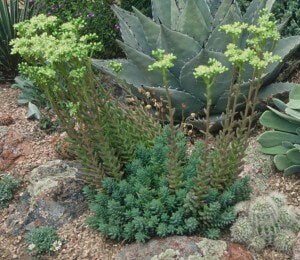 Turquoise Tails Blue Sedum (Sedum sediforme) - 4" pot