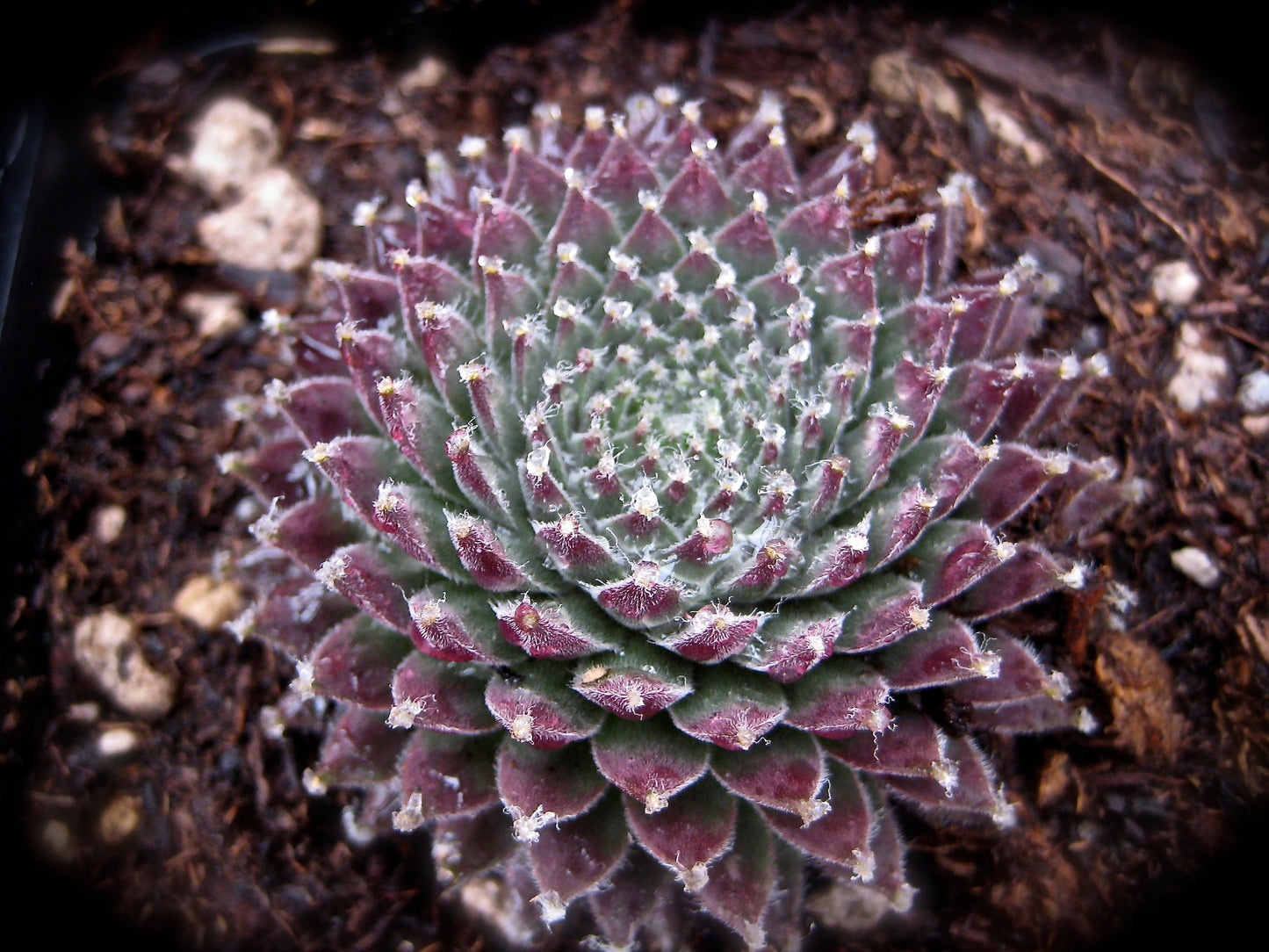 Sempervivum 'Koko Flanel' Hens & Chicks, 4" Pot Live Plant