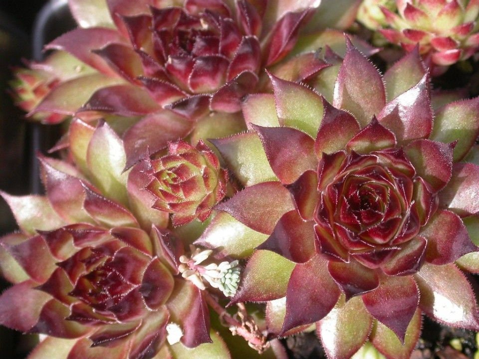 Sempervivum Bronco, 4" Pot, Succulent, Pet Safe, Easy to Propagate, Frost Hardy, Gorgeous Rosettes, Many Color Changes