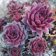 Topaz Succulent - Hen & Chicks Sempervivum Plant - 4 inch pot
