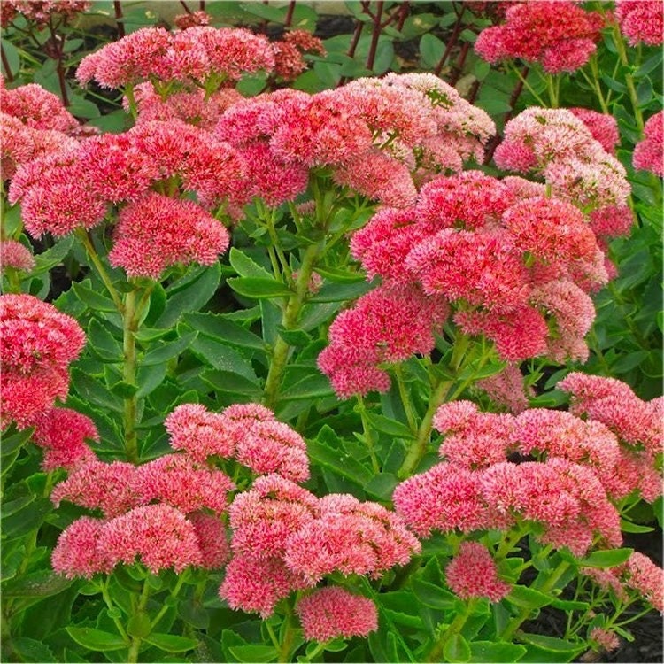 Autum Joy Succulent - Stonecrop Sedum Plant - 1 gallon pot